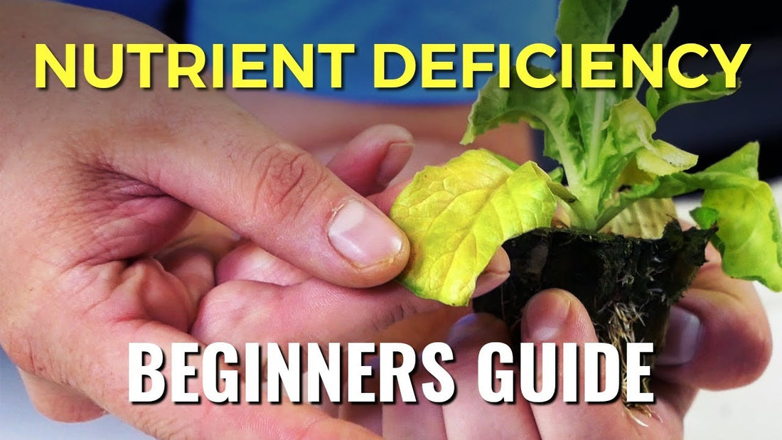 Nutrient Deficiencies And Hair Loss: A Master Breakdown